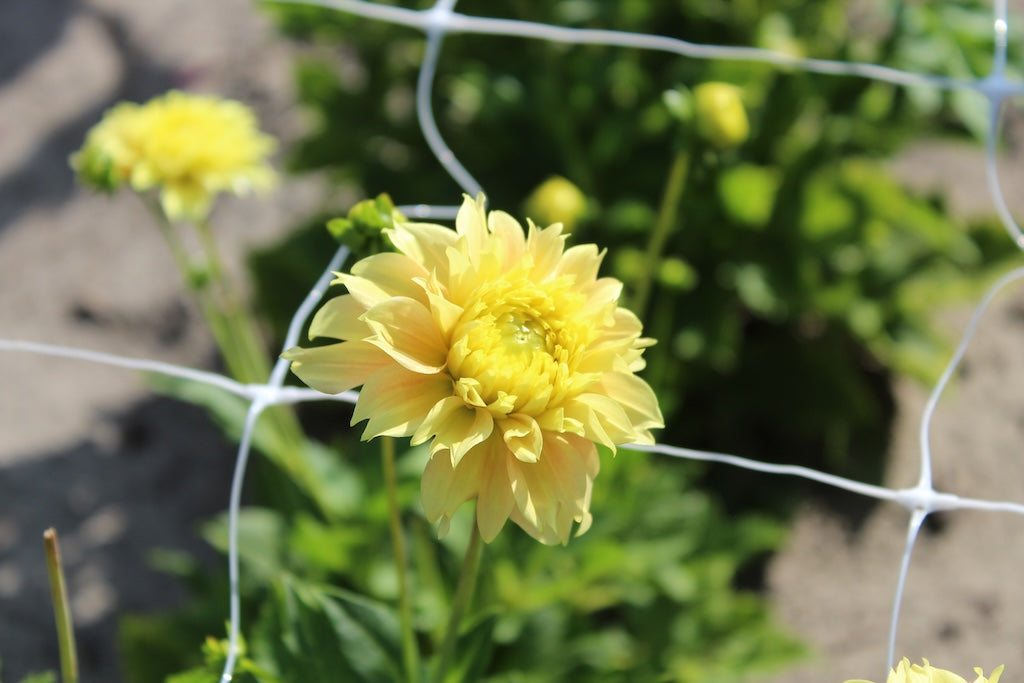 Dahlie 'Deep Impact'