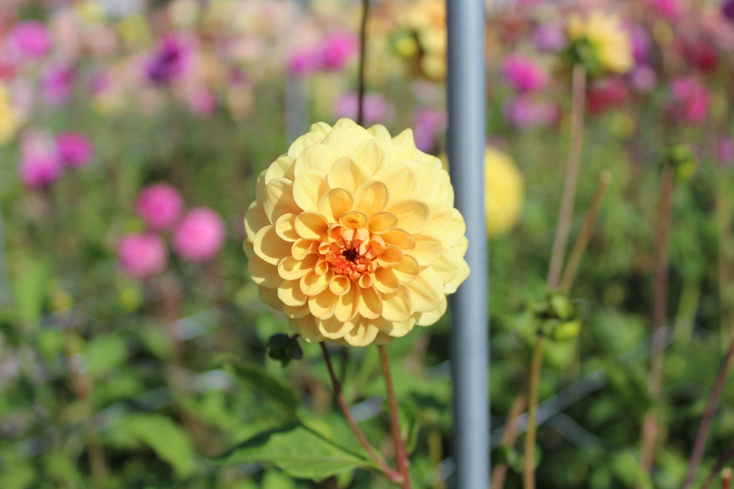 Dahlie 'Golden Scepter'