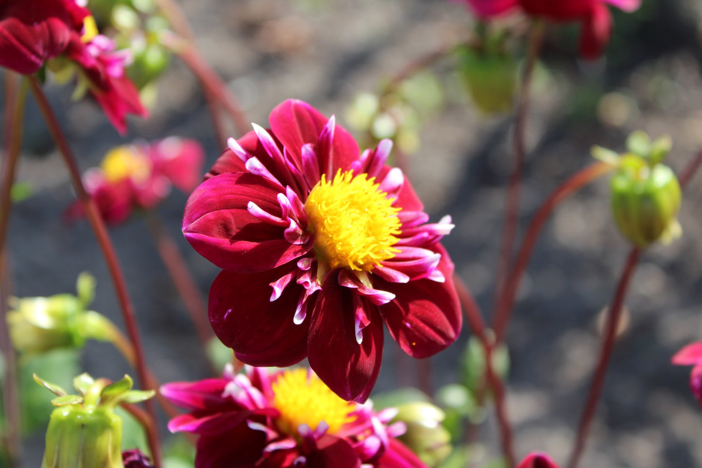 Dahlie 'Impression Fantastico'