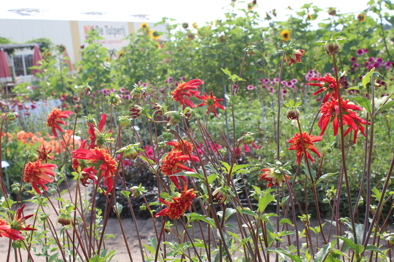 Dahlia 'Octopus Sparkle'