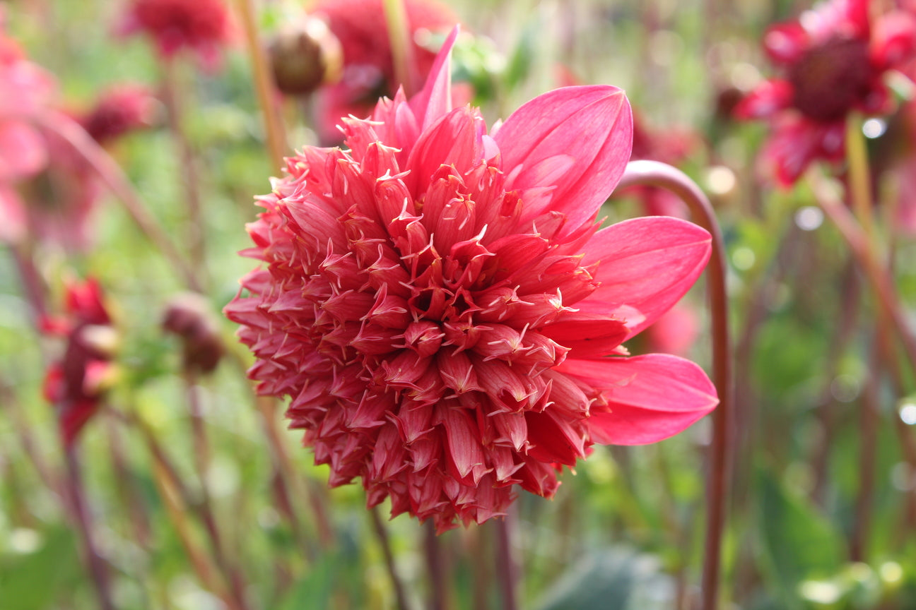 Dahlia 'Speech'