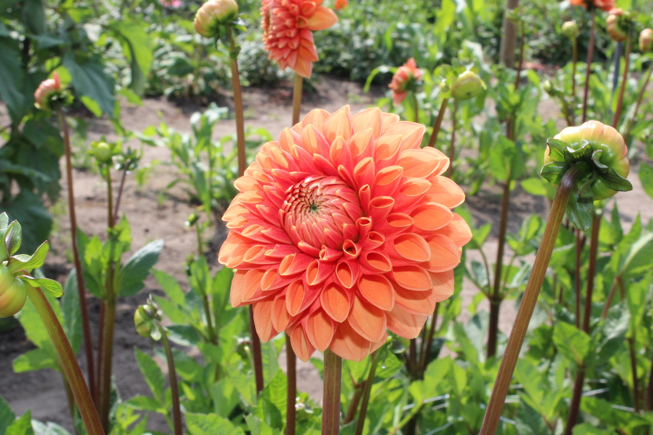 Dahlia 'Sylvia'