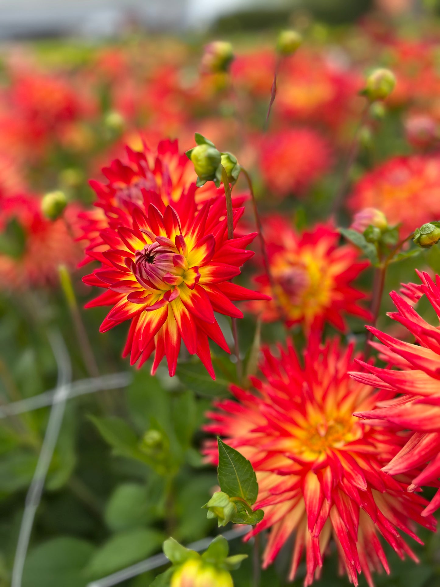 Dahlie 'Karma Bon Bini'