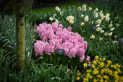 Hyacinth 'Fondant'