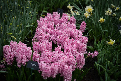Hyacinth 'Fondant'