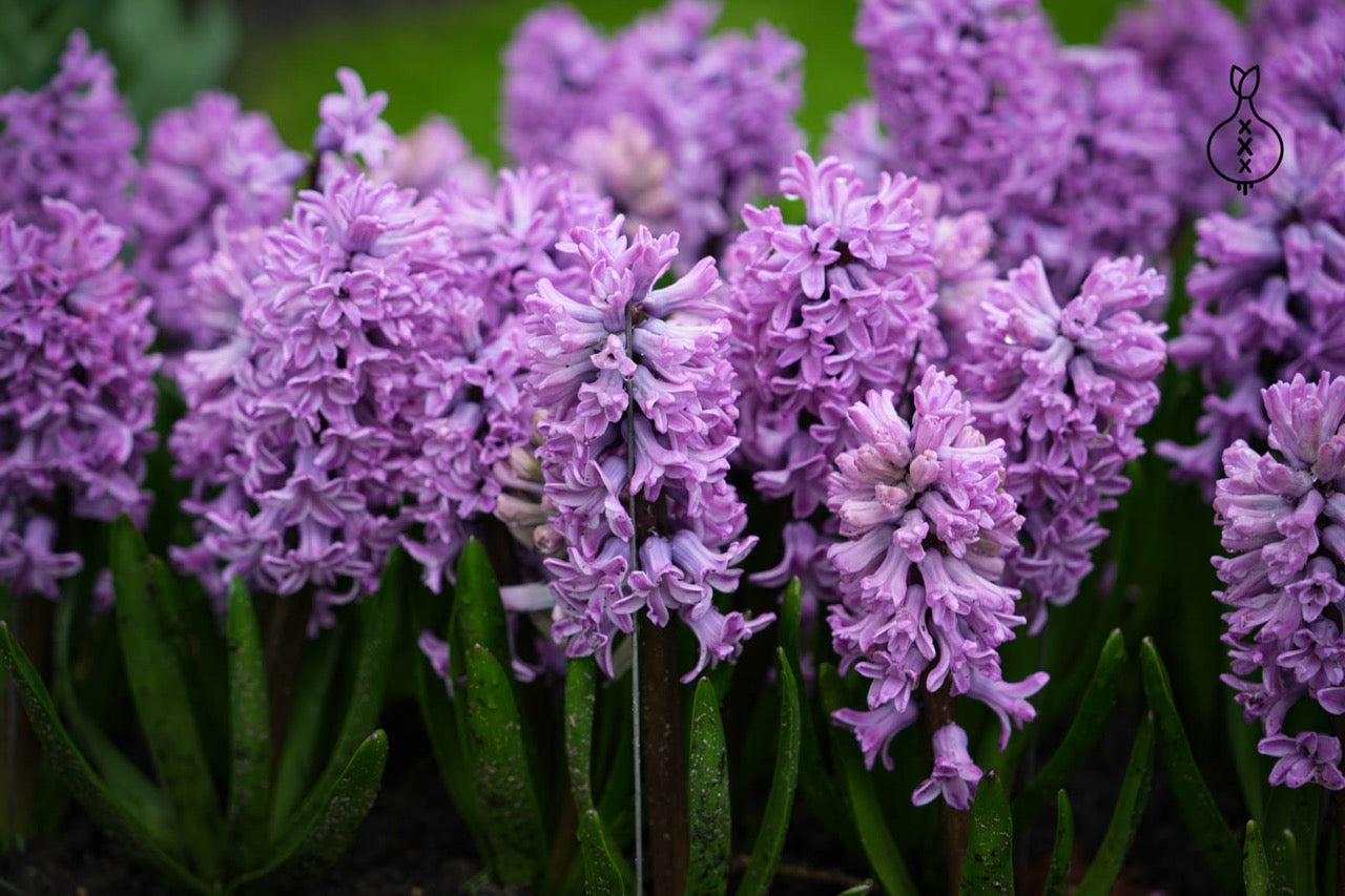 Hyacinth Splendid Cornelia