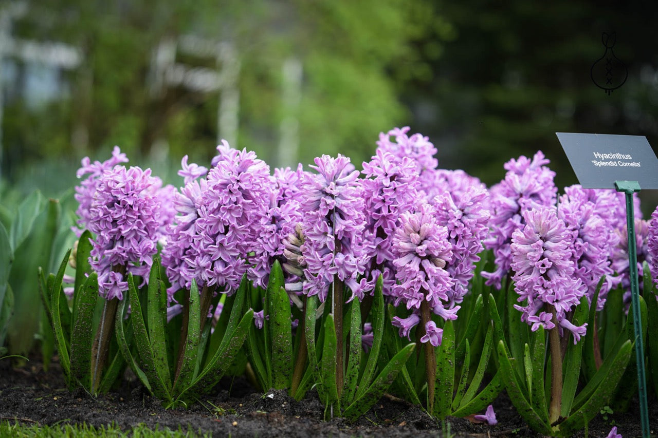 Hyacinth Splendid Cornelia