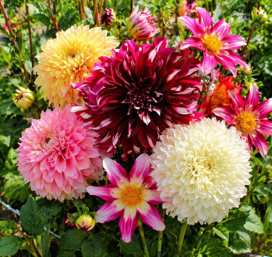 Dahlia Mixed – Budget Collection