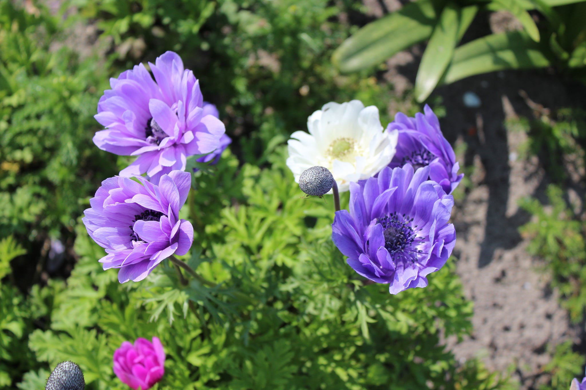 Anemone Collection mix 25