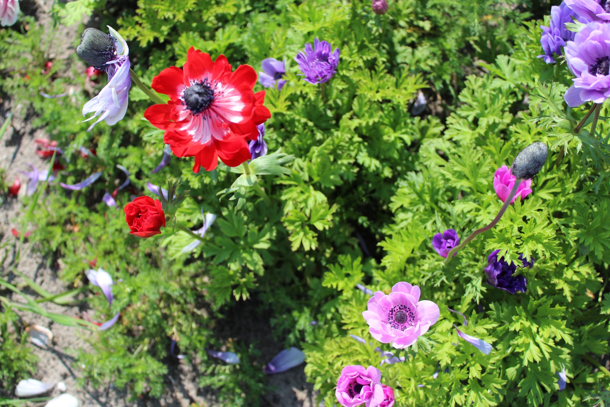 Anemone Collection mix 25