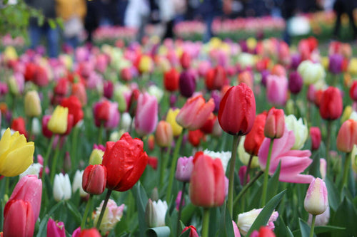 Tulpenmischung Darwin-Hybriden