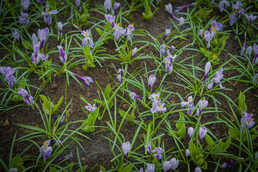Crocus 'Pick Wick'