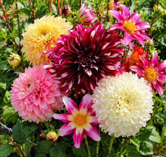 Dahlien-Mix – Preiswerte Kollektion