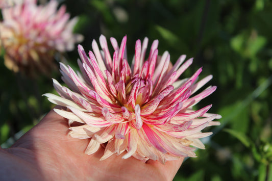 Dahlie 'Alain Mimoum'