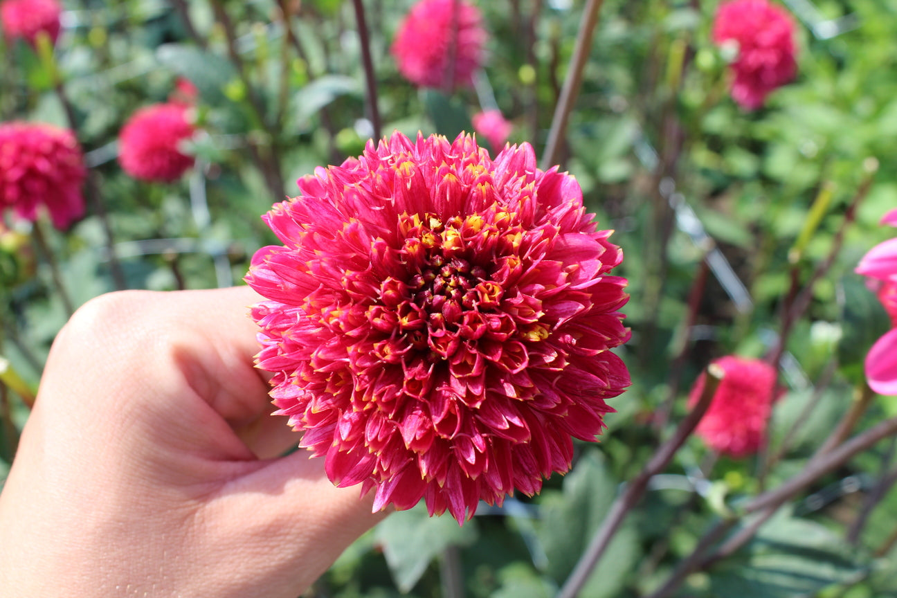 Dahlia 'Alyshia'