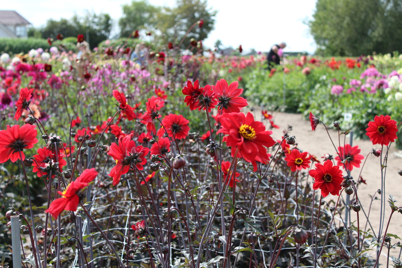 Dahlia 'Bishop of Llandaff'