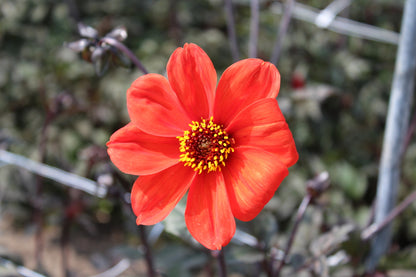Dahlia 'Bishop of Oxford'