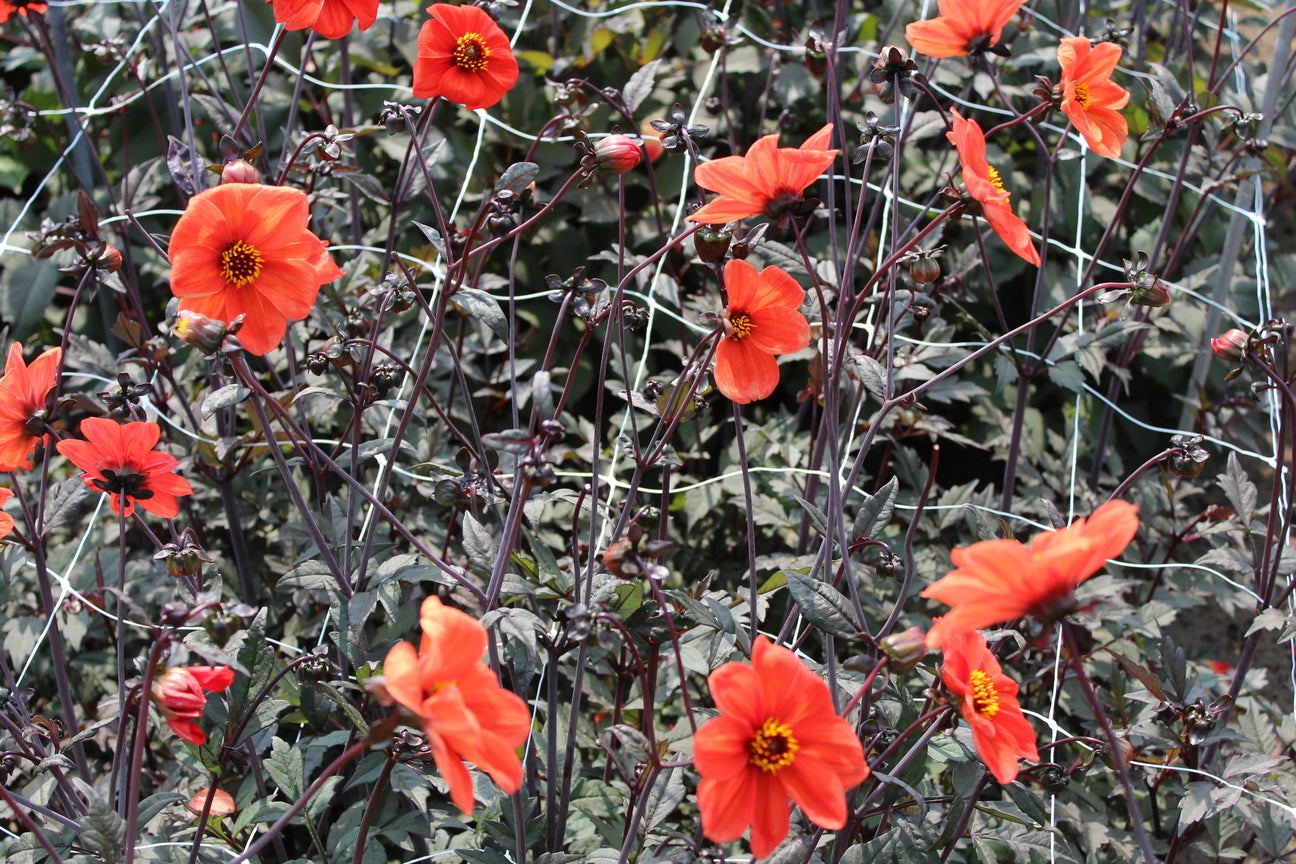 Dahlia 'Bishop of Oxford'