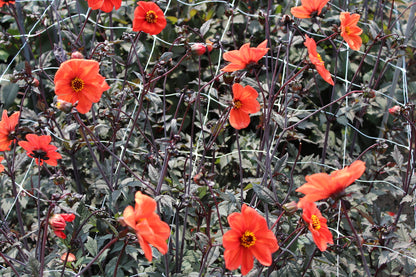 Dahlia 'Bishop of Oxford'