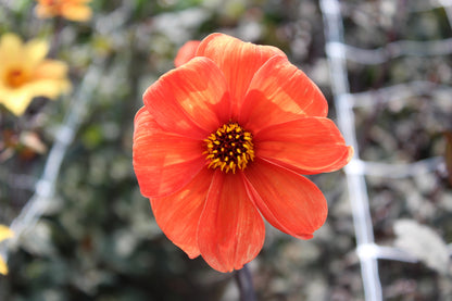 Dahlia 'Bishop of Oxford'