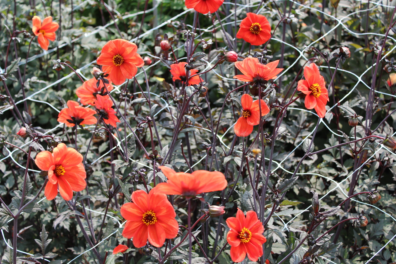 Dahlia 'Bishop of Oxford'