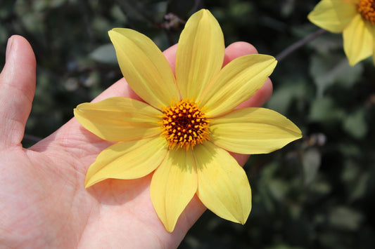 Dahlie 'Bishop of York'