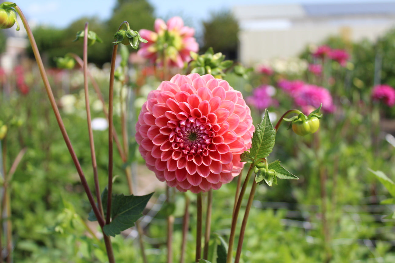 Dahlia 'Caitlin's Joy'