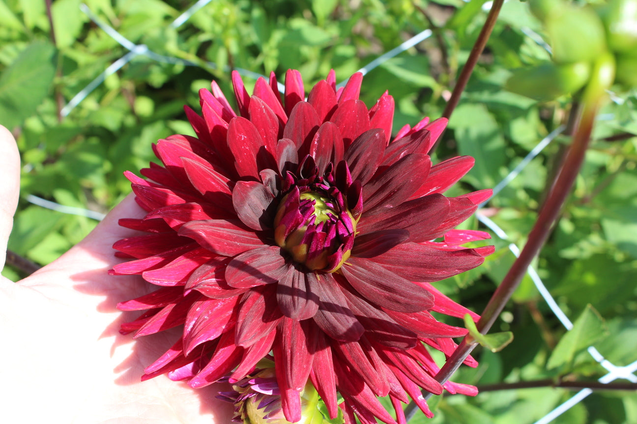 Dahlia 'Chat Noir'