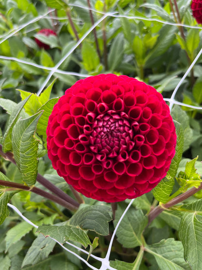 Dahlia 'Cornel'