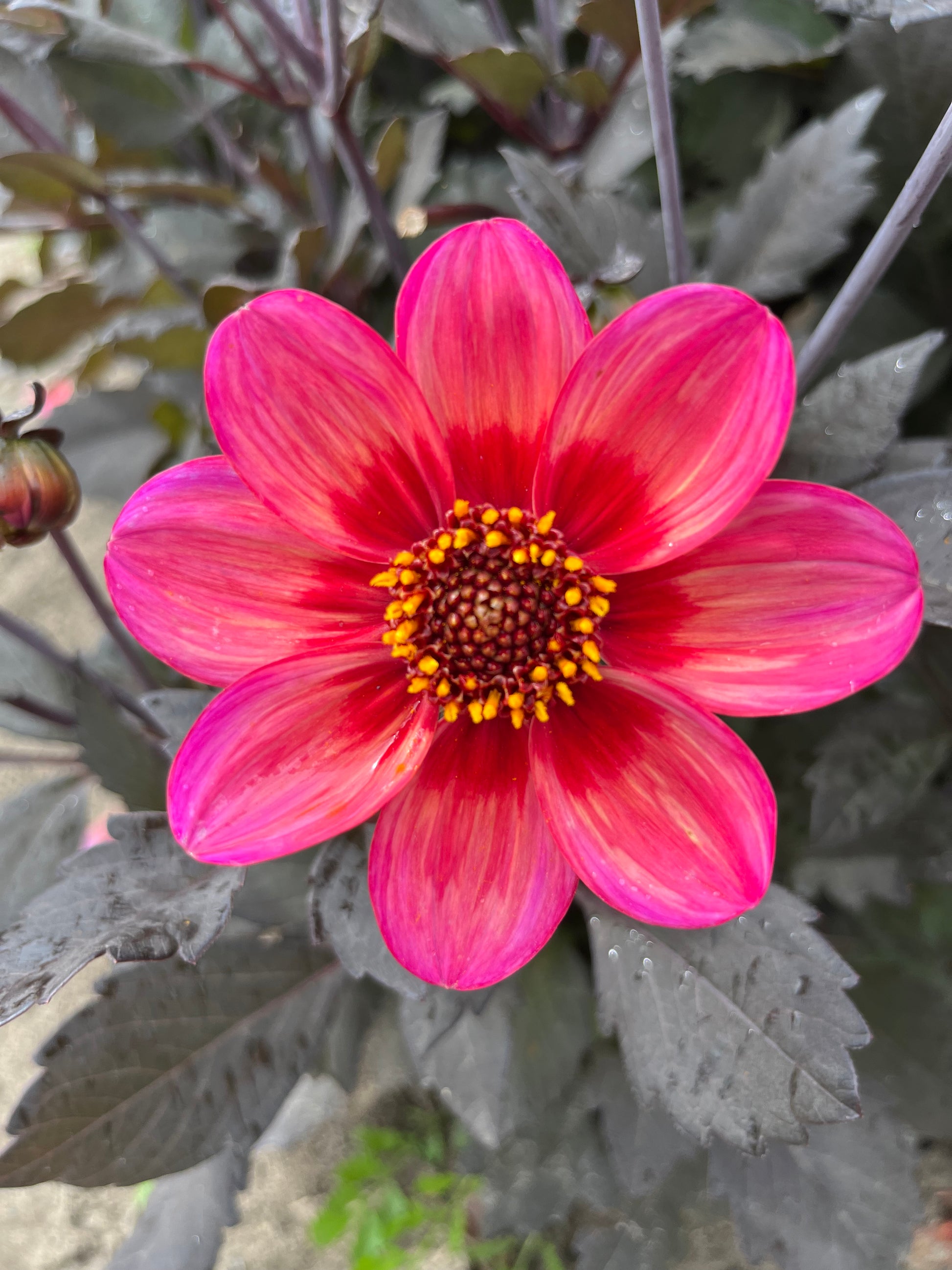 Dahlia 'Dahlegria Tricolore'