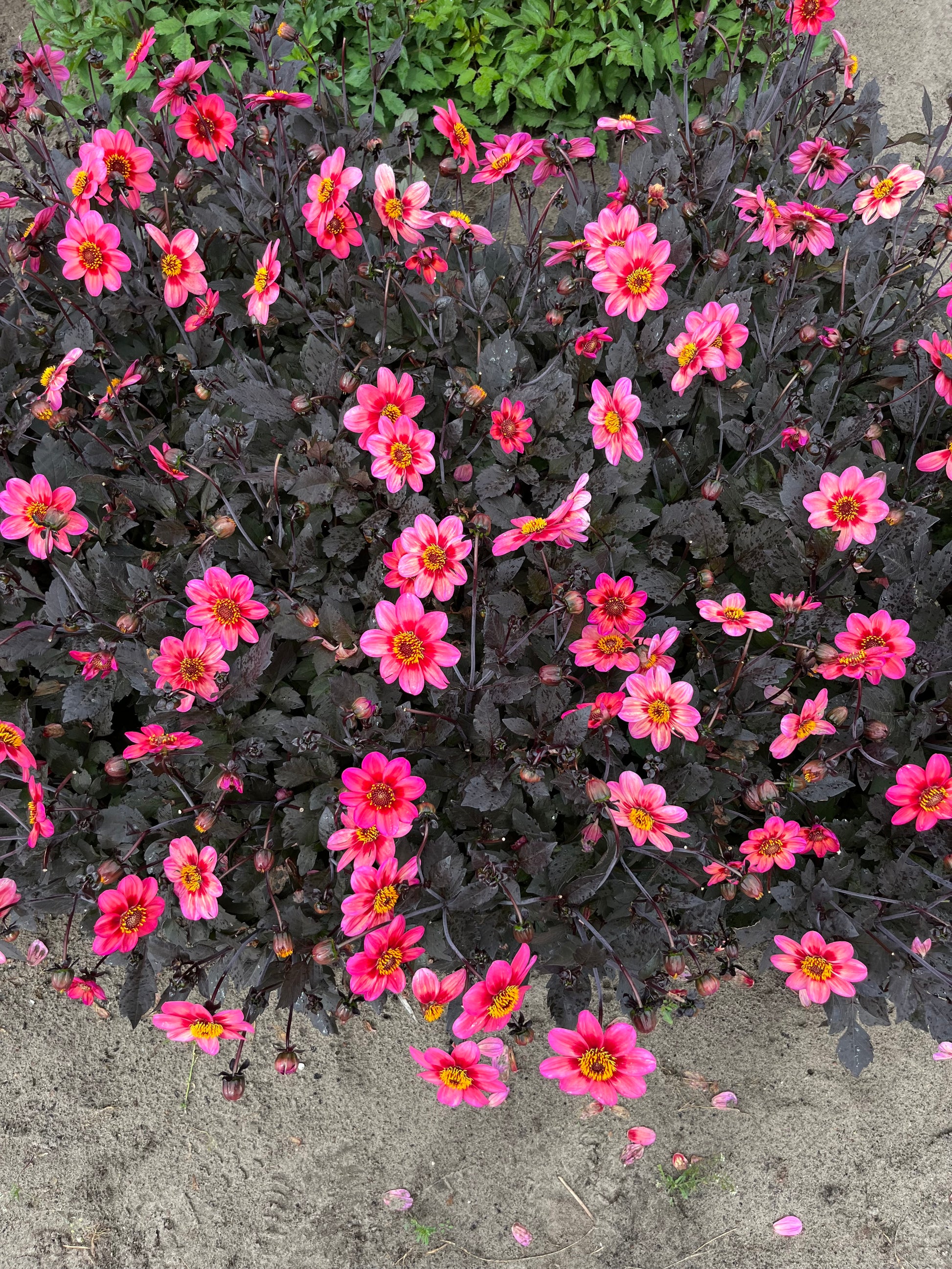 Dahlia 'Dahlegria Tricolore'