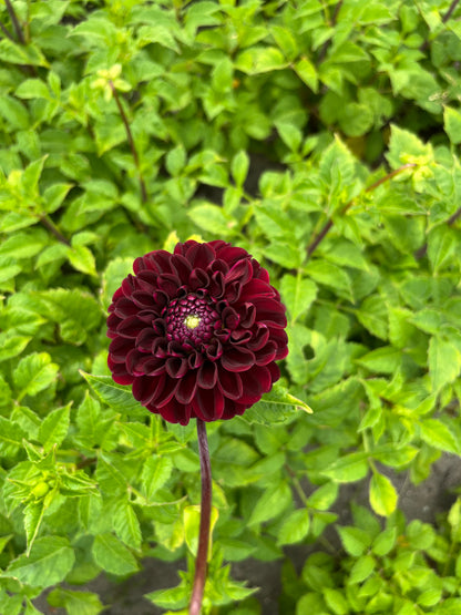 Dahlia 'Dark Spirit'