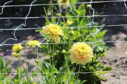 Dahlie 'Deep Impact'