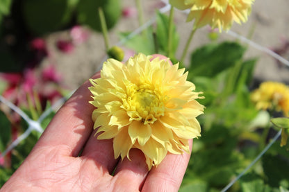 Dahlie 'Deep Impact'