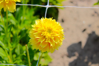 Dahlie 'Deep Impact'