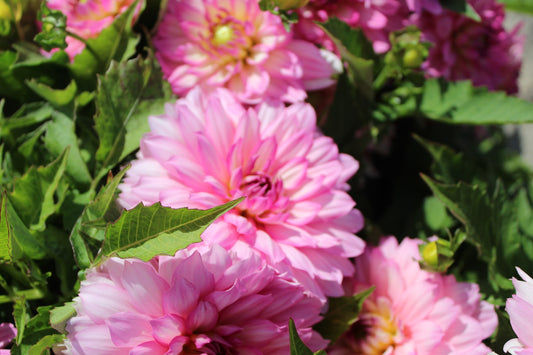 Dahlia 'Gallery Bellini'