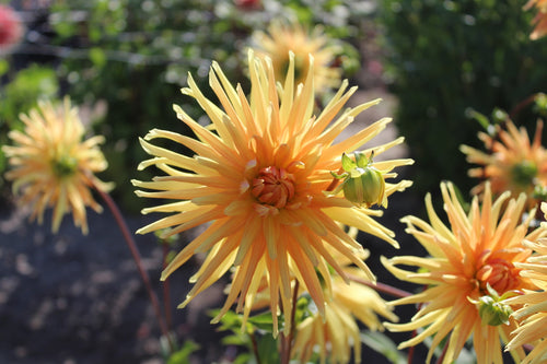 Dahlie 'Gold Crown'