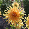 Dahlie 'Gold Crown'