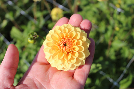 Dahlie 'Golden Scepter'