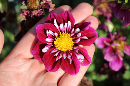 Lila Dahlien-Kollektion