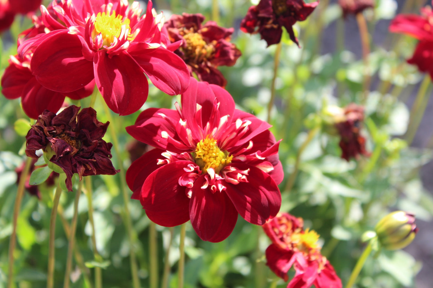 Dahlie 'Impression Festivo'