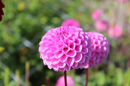 Dahlia 'Jan van Schaffelaar'
