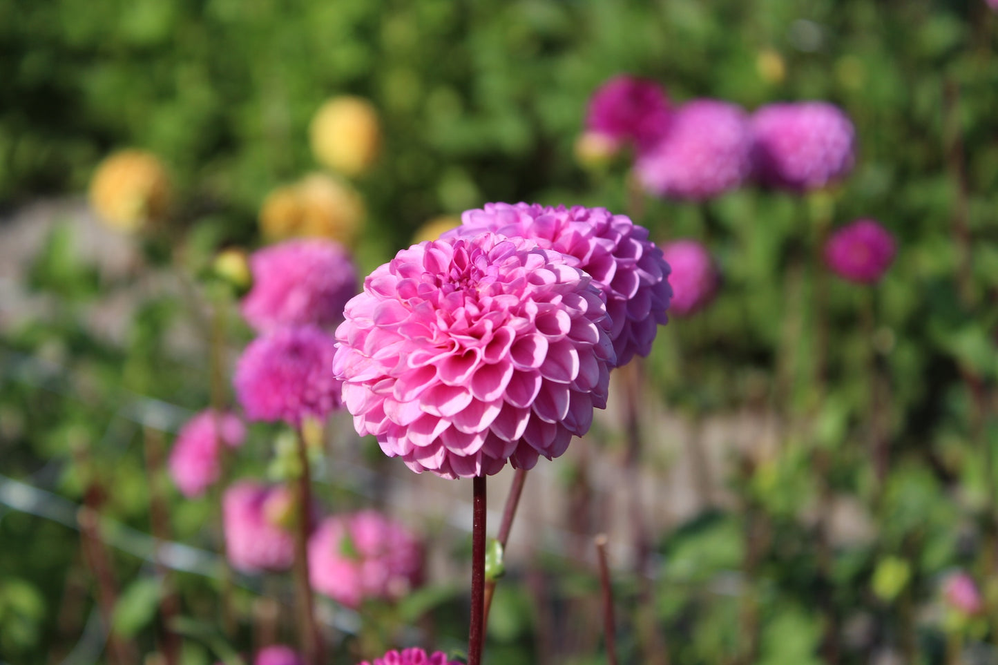 Dahlia 'Jan van Schaffelaar'