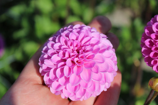 Dahlie 'Jan van Schaffelaar'