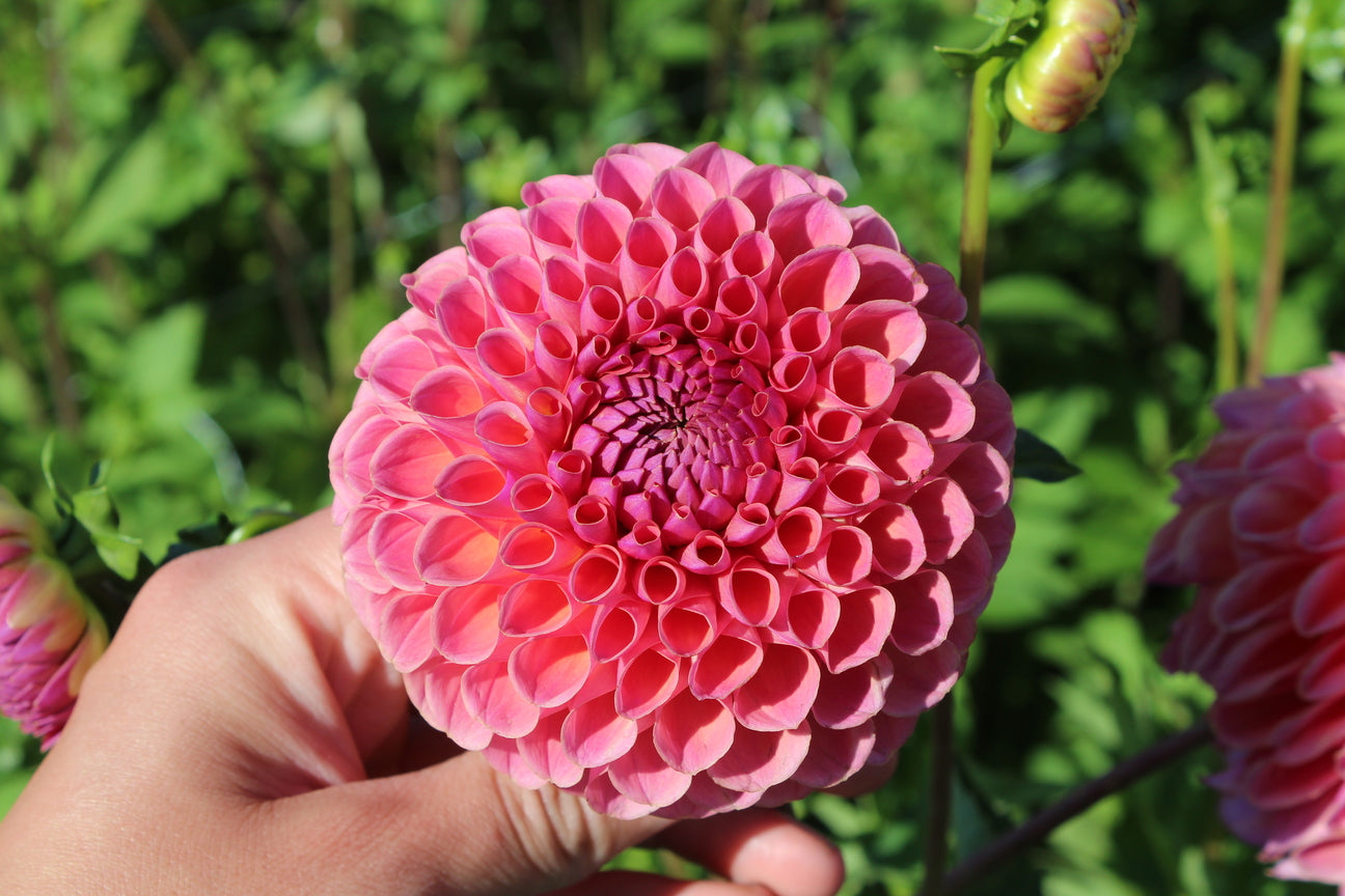 Dahlia 'Jowey Winnie'