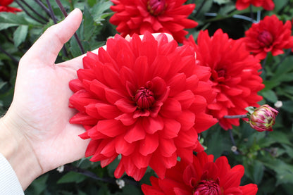 Dahlia 'Karma Amora'