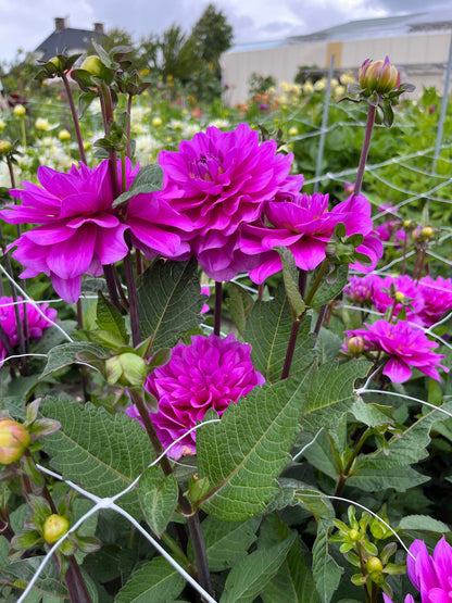 Dahlia 'Karma Lagoon'