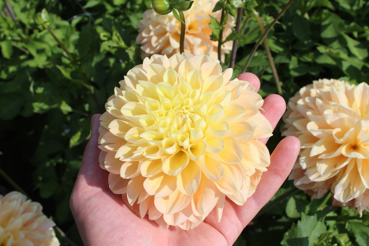 Dahlia 'Maya' | Light yellow flowered – Gerven Bulbs