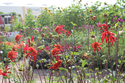 Dahlia 'Octopus Sparkle'