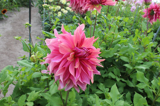 Dahlie 'Penhill Dark Monarch'